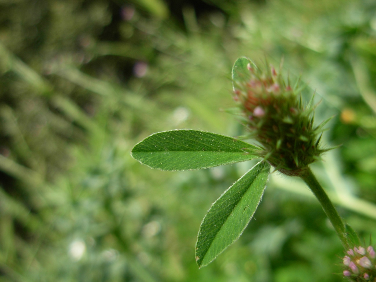 Trifolium striatum subsp. tenuiflorum (Ten.) Arcang.